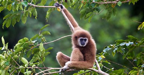 aurélien brulé et prada|A Bornéo, il n’y a plus assez de forêt pour accueillir les gibbons .